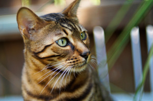 Bengal Cat in Garden