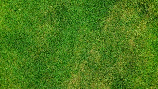 Czym jest sztuczna trawa