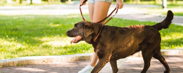 3 akcesoria spacerowe dla psa, które znajdziesz w dobrym sklepie zoologicznym w Lublinie